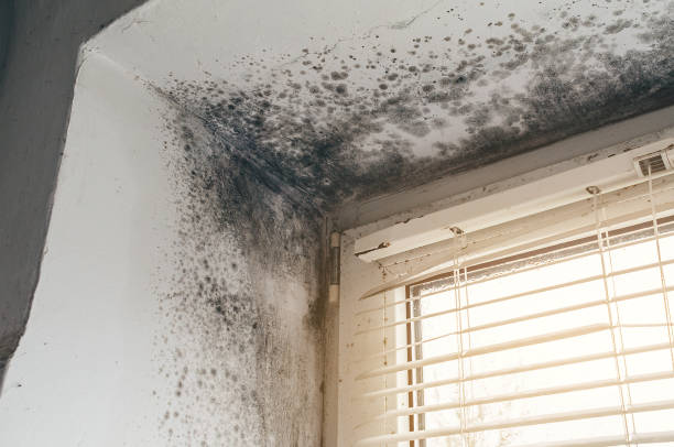Affordable Bathroom Mold Removal solutions in Newton Lower Falls, MA
